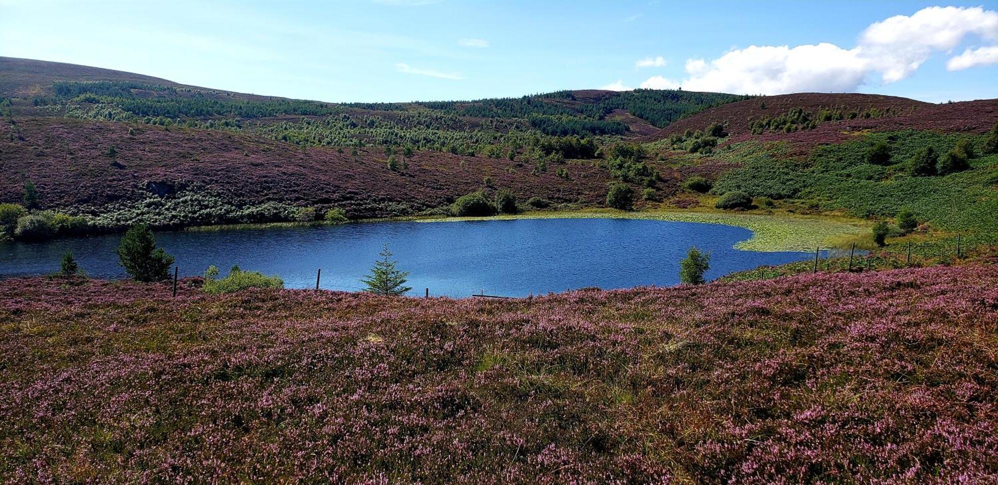 Highland Glen Lodges Rogart Exterior foto